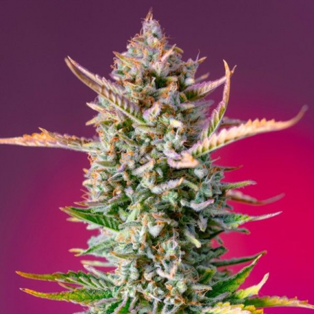 Gorilla Sherbet F1 Fast Version semillas Sweet seeds SWEET SEEDS  SWEET SEEDS