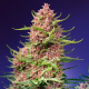 Strawberry Cola Sherbet F1 Fast Version semillas Sweet seeds SWEET SEEDS  SWEET SEEDS