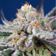 Orange Apricot Glue XL Auto semillas Sweet seeds SWEET SEEDS  SWEET SEEDS