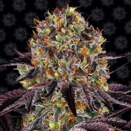 Runtz x Layer Cake semilla Barney's Farm Seeds BARNEY´S FARM SEEDS  BARNEY´S FARM