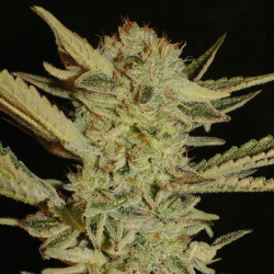 Bubble Gum 6 semillas Serius Seeds SERIUS SEEDS SERIUS SEEDS