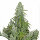 Auto Ultimate semillas Dutch Passion Seeds DUTCH PASSION SEEDS DUTCH PASSION SEEDS