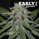 Critical Neville Haze Early Version semilla Delicious Seeds DELICIOUS SEEDS DELICIOUS SEEDS