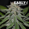 Critical Neville Haze Early Version semilla Delicious Seeds