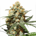 Orange Hill Special semillas Dutch Passion Seeds