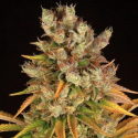 GMO semilla Barney's Farm Seeds