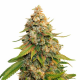 Golden Lemon Haze Semilla Seed Stockers  SEED STOCKERS