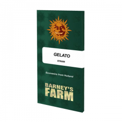 Gelato semilla Barney's Farm Seeds BARNEY´S FARM SEEDS  BARNEY´S FARM