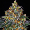 Moby Dick Auto semilla Barney´s Farm Seeds