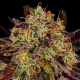 Tangerine Sorbet 3 semillas Paradise seeds PARADISE SEEDS PARADISE SEEDS