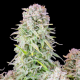 Afghan Kush Auto 1 semilla FastBuds FASTBUDS FASTBUDS