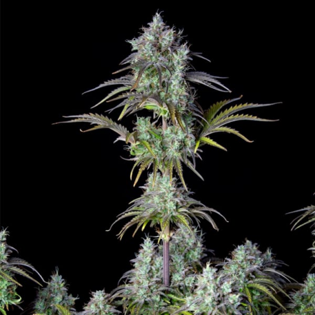 Big Bud Auto 1 semilla FastBuds FASTBUDS FASTBUDS