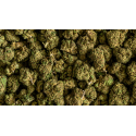 Flores CBD Silver Haze 10gr Efecto CBD