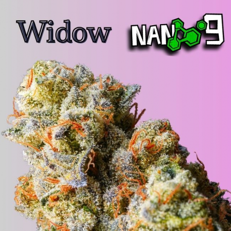 Flores NANO 9 77% White Widow 2gr Cannabis Innovation  Flores CBD