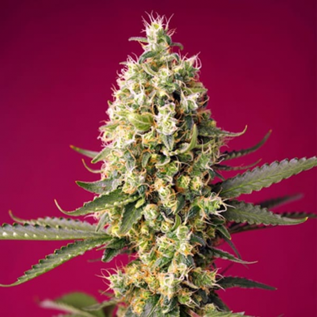Skywalker OG Runtz XL Auto semillas Sweet seeds SWEET SEEDS  SWEET SEEDS