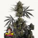 Pound Cake Auto Semilla FastBuds FASTBUDS FASTBUDS