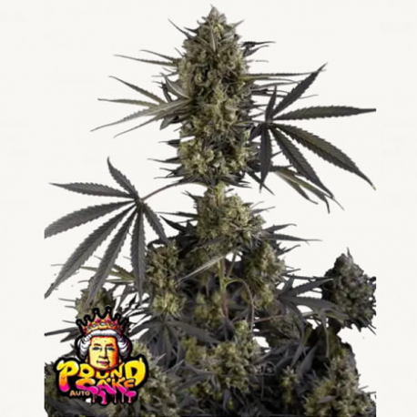 Pound Cake Auto Semilla FastBuds FASTBUDS FASTBUDS