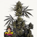 Pound Cake Auto Semilla FastBuds