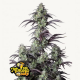 Mimosa Cake Auto Semilla FastBuds FASTBUDS FASTBUDS
