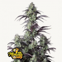 Mimosa Cake Auto Semilla FastBuds
