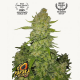 Papaya Cookies Auto Semilla FastBuds FASTBUDS FASTBUDS