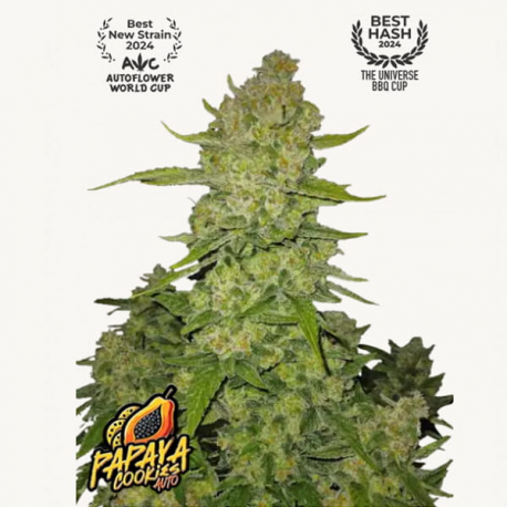 Papaya Cookies Auto Semilla FastBuds FASTBUDS FASTBUDS