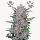 Gorilla Punch Auto Semilla FastBuds FASTBUDS FASTBUDS