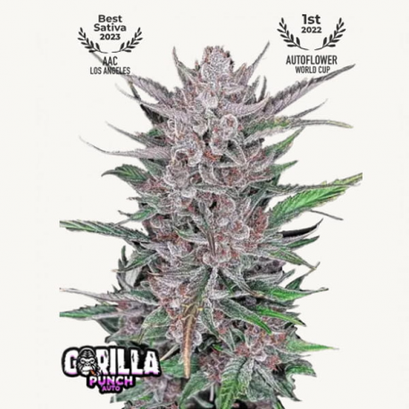 Gorilla Punch Auto Semilla FastBuds FASTBUDS FASTBUDS