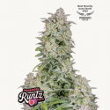 Forbidden Runtz Auto Semilla FastBuds