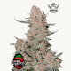 Ztrawberriez Auto Semilla FastBuds FASTBUDS FASTBUDS