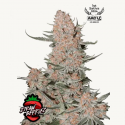 Ztrawberriez Auto Semilla FastBuds