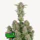 Bruce Banner Auto Semilla FastBuds FASTBUDS FASTBUDS