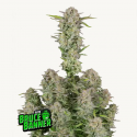 Bruce Banner Auto Semilla FastBuds