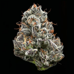 Black Cherry Gushers semilla Barney´s Farm Seeds BARNEY´S FARM SEEDS  BARNEY´S FARM
