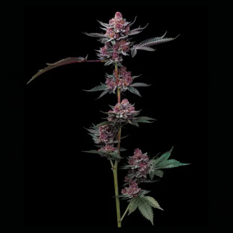 Cherry Poppers semilla Barney´s Farm Seeds BARNEY´S FARM SEEDS  BARNEY´S FARM