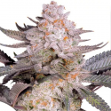 Orange Bud 2.0 semilla Dutch Passion Seeds