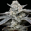 Lemon Cherry Gelato semilla Barney's Farm Seeds
