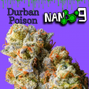 Flores NANO 9 al 75% Durban 10gr Cannabis Innovation