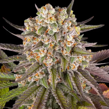 Limoncello semilla Barney's Farm Seeds BARNEY´S FARM SEEDS  BARNEY´S FARM