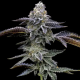 Blue Dream semilla Barney's Farm Seeds BARNEY´S FARM SEEDS  BARNEY´S FARM