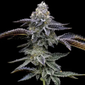 Blue Dream semilla Barney's Farm Seeds