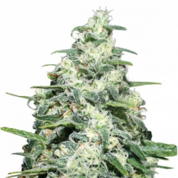 Amnesia Pro semillas Gea Seeds  GEA SEEDS