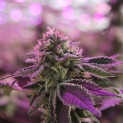 RS11 x Banana OG semillas Barney's Farm Seeds BARNEY´S FARM SEEDS  BARNEY´S FARM