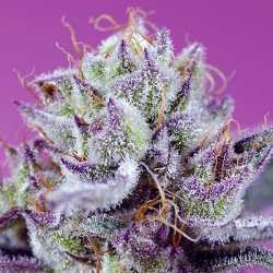 Diablo’s Delight XL Auto semillas Sweet seeds SWEET SEEDS  SWEET SEEDS