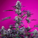 Studio 54 Stardust Auto semillas Sweet seeds