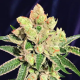 Banana Sherbet semilla The Kush Brothers THE KUSH BROTHERS THE KUSH BROTHERS