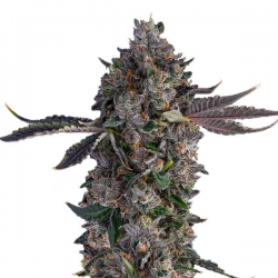 Lemon Cherry Gealato semillas Gea Seeds  GEA SEEDS