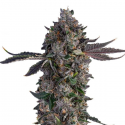 Lemon Cherry Gealato semillas Gea Seeds