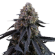 Mimosa Punch semillas Gea Seeds  GEA SEEDS