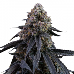 Mimosa Punch semillas Gea Seeds  GEA SEEDS